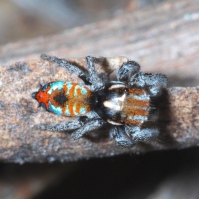 Maratus calcitrans (Kicking peacock spider) at Cotter River, ACT - 28 Oct 2021 by Harrisi