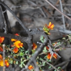 Maratus calcitrans at Cotter River, ACT - suppressed