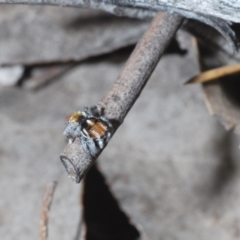 Maratus calcitrans at Cotter River, ACT - suppressed