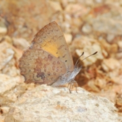 Paralucia aurifera (Bright Copper) at Lower Cotter Catchment - 28 Oct 2021 by Harrisi