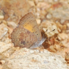 Paralucia aurifera (Bright Copper) at Lower Cotter Catchment - 27 Oct 2021 by Harrisi