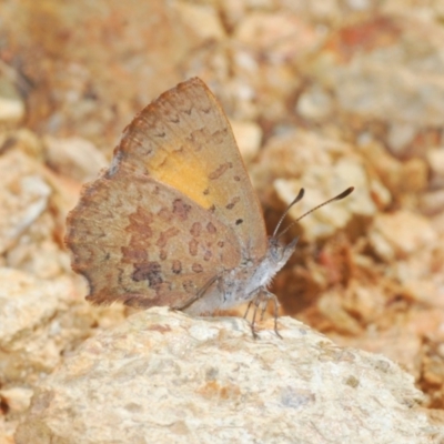 Paralucia aurifera (Bright Copper) at Lower Cotter Catchment - 28 Oct 2021 by Harrisi