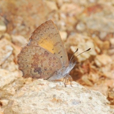 Paralucia aurifera (Bright Copper) at Cotter River, ACT - 27 Oct 2021 by Harrisi