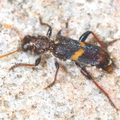 Eleale pulchra (Clerid beetle) at Cotter River, ACT - 28 Oct 2021 by Harrisi