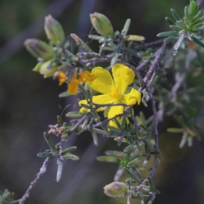 Hibbertia riparia (Erect Guinea-flower) at Chiltern, VIC - 30 Oct 2021 by KylieWaldon