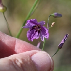 Arthropodium strictum (Chocolate Lily) at Chiltern, VIC - 29 Oct 2021 by KylieWaldon