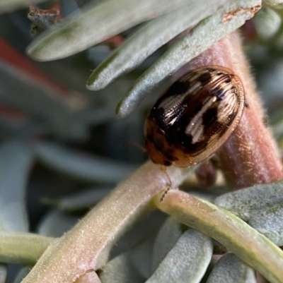 Peltoschema delicatulum (Leaf beetle) at Jerrabomberra, NSW - 30 Oct 2021 by Steve_Bok