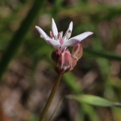 Burchardia umbellata (Milkmaids) at Chiltern, VIC - 30 Oct 2021 by KylieWaldon