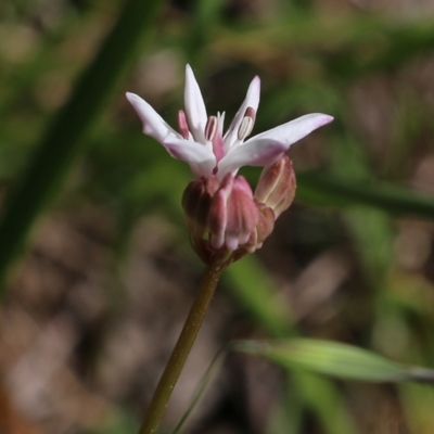 Burchardia umbellata (Milkmaids) at Chiltern, VIC - 29 Oct 2021 by KylieWaldon