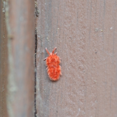 Trombidiidae (family) (Red velvet mite) at Wamboin, NSW - 27 Nov 2020 by natureguy