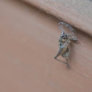 Trigonidium sp. (genus) at Wamboin, NSW - 27 Nov 2020