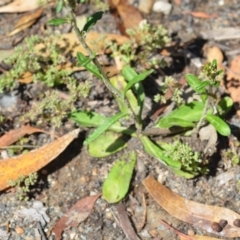 Gamochaeta impatiens at QPRC LGA - 28 Nov 2020 01:29 PM