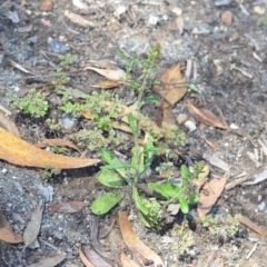 Gamochaeta impatiens at QPRC LGA - 28 Nov 2020 01:29 PM