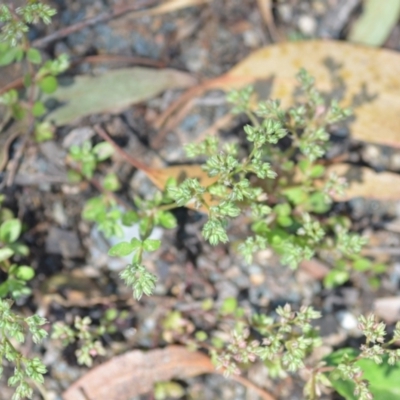 Polycarpon tetraphyllum (Four-leaf Allseed) at Wamboin, NSW - 28 Nov 2020 by natureguy