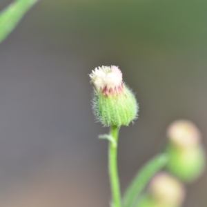 Erigeron bonariensis at Wamboin, NSW - 28 Nov 2020 01:31 PM