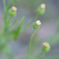 Erigeron bonariensis at Wamboin, NSW - 28 Nov 2020 01:31 PM