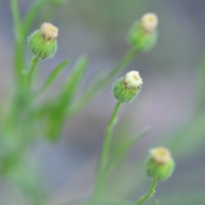 Erigeron bonariensis at Wamboin, NSW - 28 Nov 2020