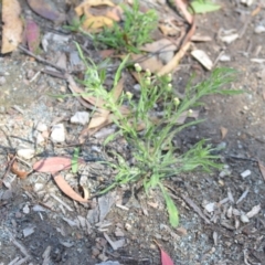 Erigeron bonariensis at Wamboin, NSW - 28 Nov 2020 01:31 PM