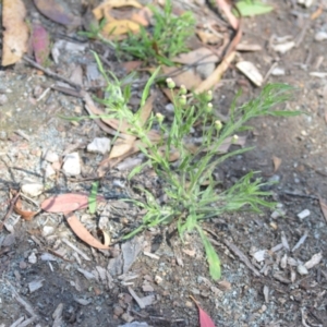 Erigeron bonariensis at Wamboin, NSW - 28 Nov 2020