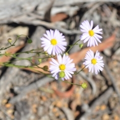 Brachyscome rigidula (Hairy Cut-leaf Daisy) at Wamboin, NSW - 28 Nov 2020 by natureguy