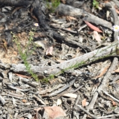 Brachyscome rigidula at Wamboin, NSW - 28 Nov 2020 01:32 PM