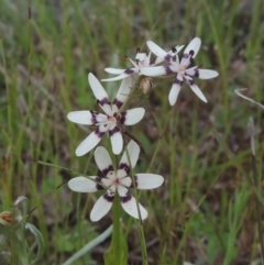 Wurmbea dioica subsp. dioica (Early Nancy) at Tuggeranong Hill - 11 Oct 2021 by michaelb