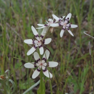 Wurmbea dioica subsp. dioica (Early Nancy) at Theodore, ACT - 11 Oct 2021 by MichaelBedingfield