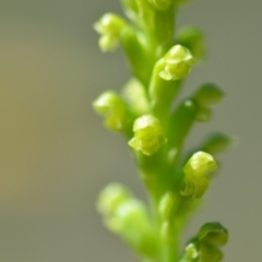 Microtis parviflora (Slender Onion Orchid) at Wamboin, NSW - 28 Nov 2020 by natureguy