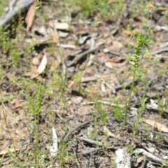 Microtis parviflora at Wamboin, NSW - 28 Nov 2020
