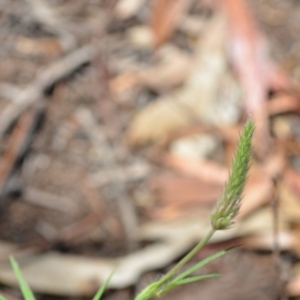 Trifolium angustifolium at Wamboin, NSW - 28 Nov 2020