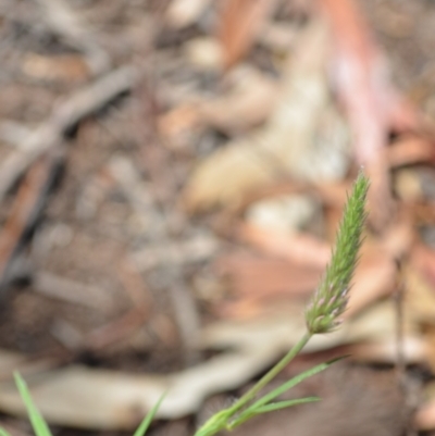 Trifolium angustifolium (Narrowleaf Clover) at Wamboin, NSW - 28 Nov 2020 by natureguy