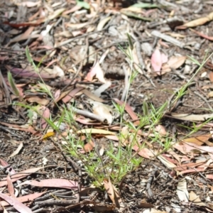 Trifolium angustifolium at Wamboin, NSW - 28 Nov 2020 01:39 PM