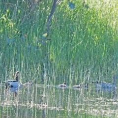 Chenonetta jubata (Australian Wood Duck) at Strathnairn, ACT - 30 Oct 2021 by wombey