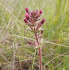 Parentucellia latifolia (Red Bartsia) at Theodore, ACT - 11 Oct 2021 by michaelb