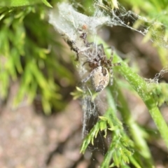 Phryganoporus candidus (Foliage-webbing social spider) at Wamboin, NSW - 28 Nov 2020 by natureguy