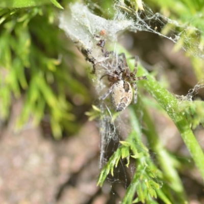 Phryganoporus candidus (Foliage-webbing social spider) at Wamboin, NSW - 28 Nov 2020 by natureguy
