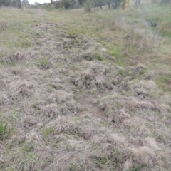 Sus scrofa (Pig (feral)) at Tuggeranong Hill - 11 Oct 2021 by michaelb