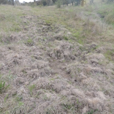 Sus scrofa (Pig (feral)) at Tuggeranong Hill - 11 Oct 2021 by michaelb