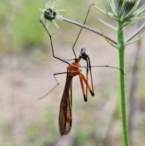 Harpobittacus australis at Stromlo, ACT - 29 Oct 2021