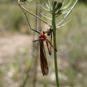 Harpobittacus australis at Stromlo, ACT - 29 Oct 2021