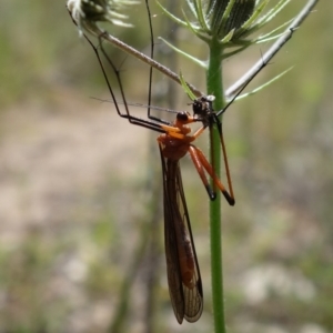 Harpobittacus australis at Stromlo, ACT - 29 Oct 2021