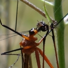 Harpobittacus australis at Stromlo, ACT - 29 Oct 2021