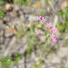 Centaurium tenuiflorum (Branched Centaury) at Wamboin, NSW - 28 Nov 2020 by natureguy