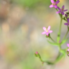 Centaurium tenuiflorum at Wamboin, NSW - 28 Nov 2020 01:44 PM