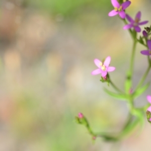 Centaurium tenuiflorum at Wamboin, NSW - 28 Nov 2020