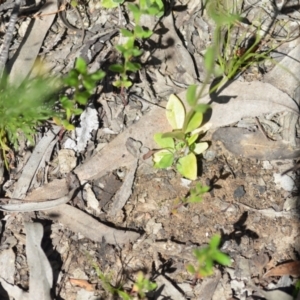 Centaurium tenuiflorum at Wamboin, NSW - 28 Nov 2020