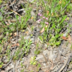 Centaurium tenuiflorum at Wamboin, NSW - 28 Nov 2020