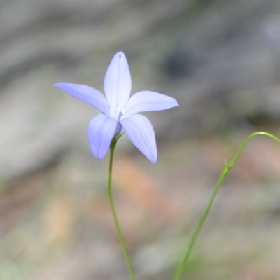 Wahlenbergia stricta subsp. stricta (Tall Bluebell) at Wamboin, NSW - 28 Nov 2020 by natureguy