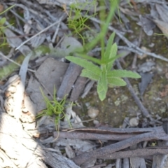 Wahlenbergia stricta subsp. stricta at Wamboin, NSW - 28 Nov 2020