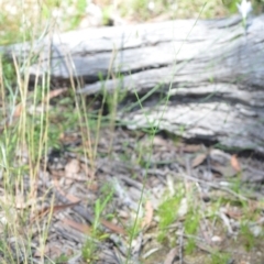 Wahlenbergia stricta subsp. stricta at Wamboin, NSW - 28 Nov 2020